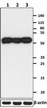 P82D6D7_PURE_Tubulin_alpha8_Antibody_1_WB_100716