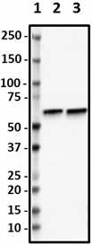 P83B5slashPAK2_HRP_PAK2_Antibody_1_092818