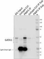 P84F5_PURE_GATA1_Antibody_3_081820