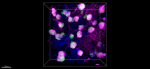 PMab-1_A594_Podoplanin_Antibody_3_3D-IHC_092121.png