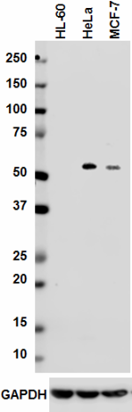 Phx-01_Purified_CD141_Antibody_WB_112817