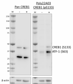 Poly22A03_PURE_CREB1_Antibody_051623