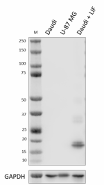 B_Poly5233_LEAF_LIF_Antibody_061022