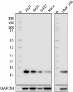 Poly5240_PURE_MIF_Antibody_1_112818