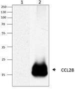 Poly5242_PURE_CCL28_Antibody_WB_050416