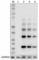 Poly5355_LEAF_PDGF-AA_Antibody_3_012122