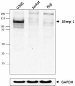 ROS195G_PURE_Blimp-1_Antibody_1_WB_090916