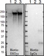 B_SMI-31_Biotin_Neurofilament_H_Phospho_Antibody_2_WB_010517_resized