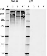 SMI-35_HRP_Neurofilament_Phosphorylated_Antibody_WB_062017