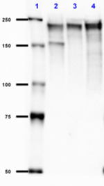 SMI-35_Purified_NF-H_Antibody_3_101618