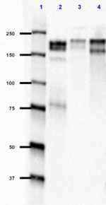 SMI33_PURE_Neurofilament_NonPhospho_Antibody_2_051118