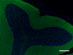 SP8_A488_Syntaxin_Antibody_2_121219.png