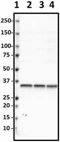 SP8_Biotin_Syntaxin_Antibody_1_012119_updated