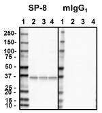 1_SP8_PURE_Syntaxin_Antibody_WB_051818