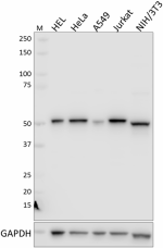 V152_Pure_Cyclin-B1_Antibody_1_092418