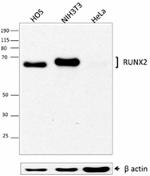 2_W15212A_Purified_RUNX2_Antibody_101816