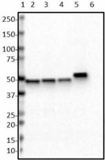 W16108A_HRP_Flotillin-1_Antibody_022218