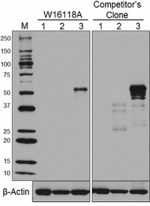 W16118A_PURE_RUNX1_Antibody_WB_1_101217