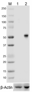 W16118A_PURE_RUNX1_Antibody_WB_2_101217
