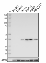 W18057A_PURE_Annexin-A2_Antibody_1_091619.png