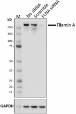W18172E_PURE_Filamin-A_Antibody_2_072720