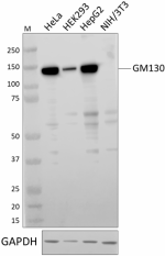 W18248A_PURE_GM130_Antibody_1_100120.png