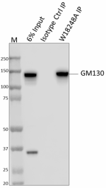 W18248A_PURE_GM130_Antibody_3_100120.png
