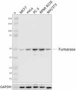 W18319C_PURE_Fumerase_Antibody_1_030921