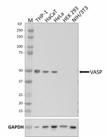 W18344B_PURE_VASP_Antibody_1_072720.png