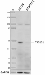 W19019A_PURE_TSG101_Antibody_2_080921.png