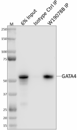 W19078B_Purified_GATA4_Antibody_2_030922.