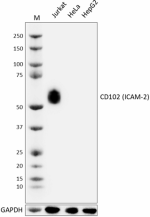 W22039C_PURE_CD102_Antibody_3_013124