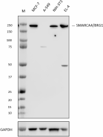 W22111B_PURE_SMARCA4-BRG1_Antibody_2_022224