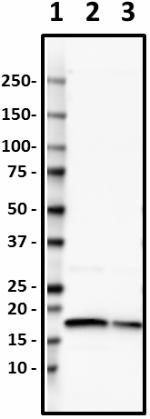 5_1B1-B2_PURE_Histone_H3_Antibody_2_WB_051519