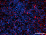 A16009C_PURE_RPS6_Antibody_4_080221.png