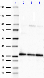SMI-81_Pure_SNAP25_Antibody_4_081718