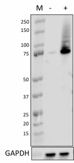 PE anti-NRF2 Antibody, NRF2, W19086B