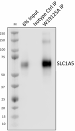 E_W19125A_PURE_SLC1A5_Antibody_IP_102022