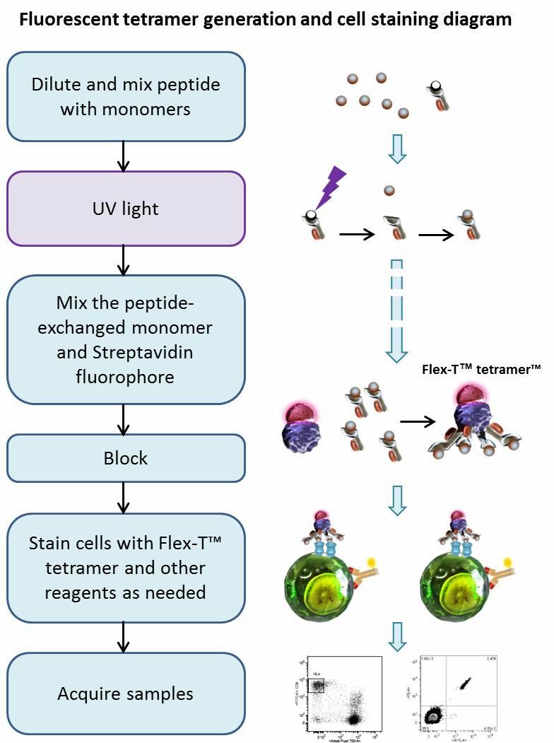 Fluorescent tetramer generation and cell staining diagram