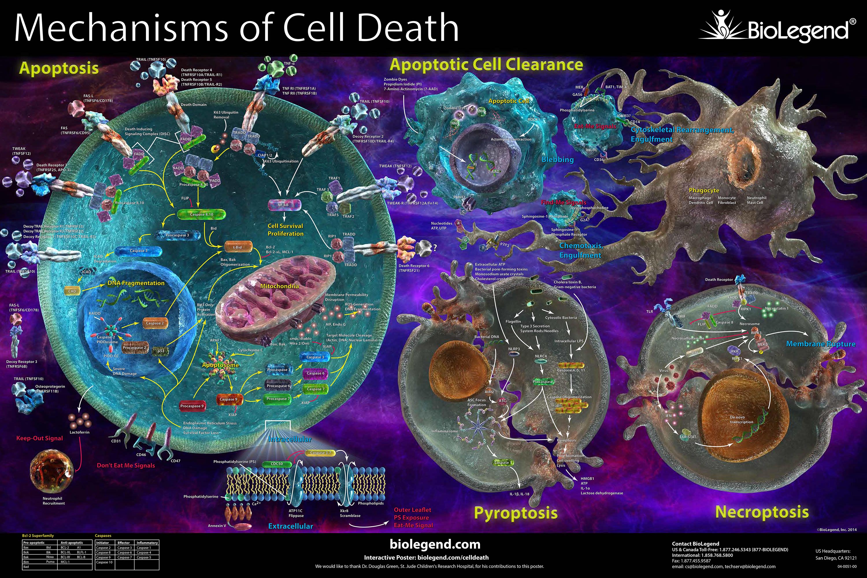 Mechanisims of Cell Death